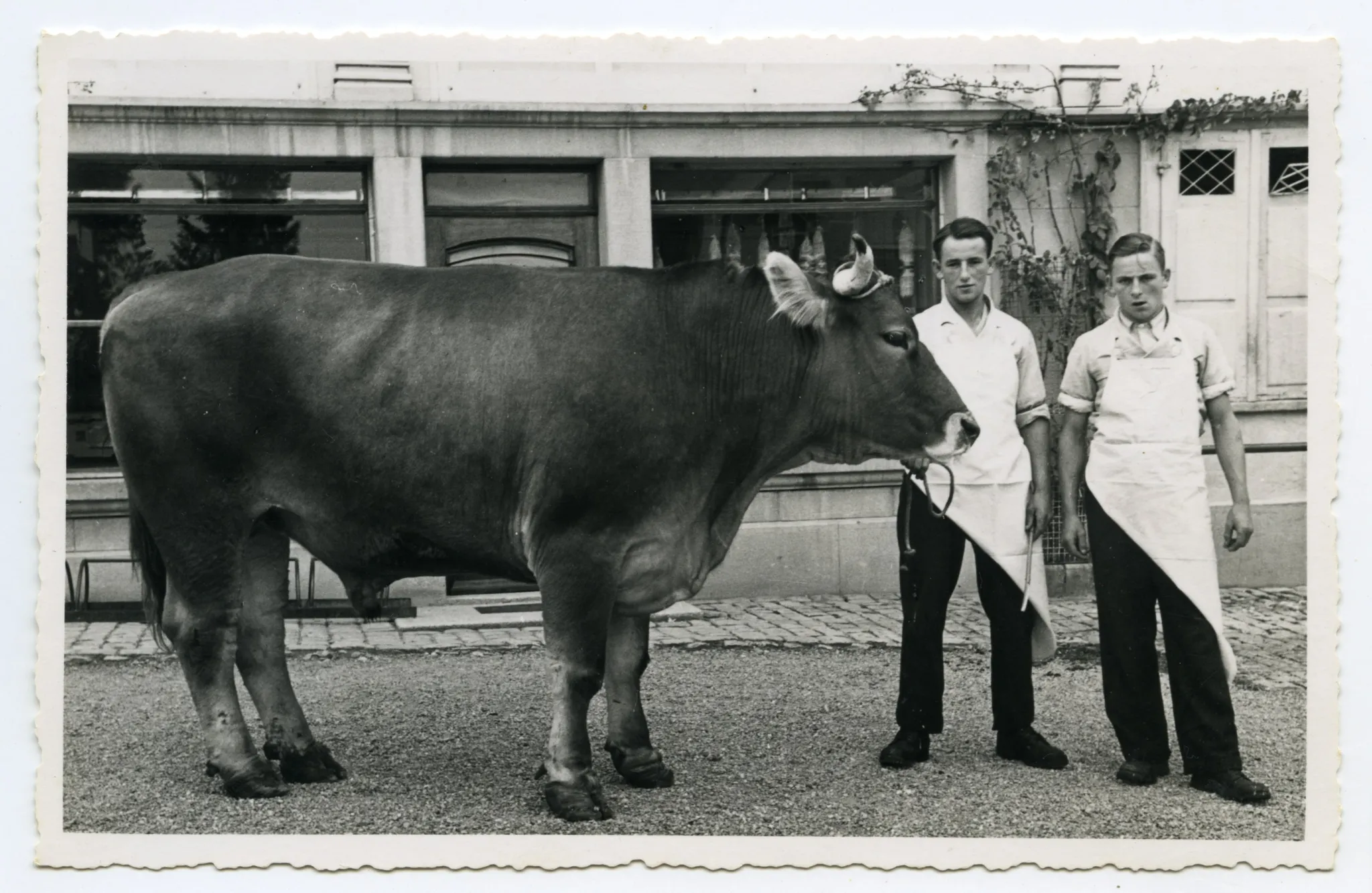 Metzgerburschen Hans Höhener und Emil Meier mit Ochsen
