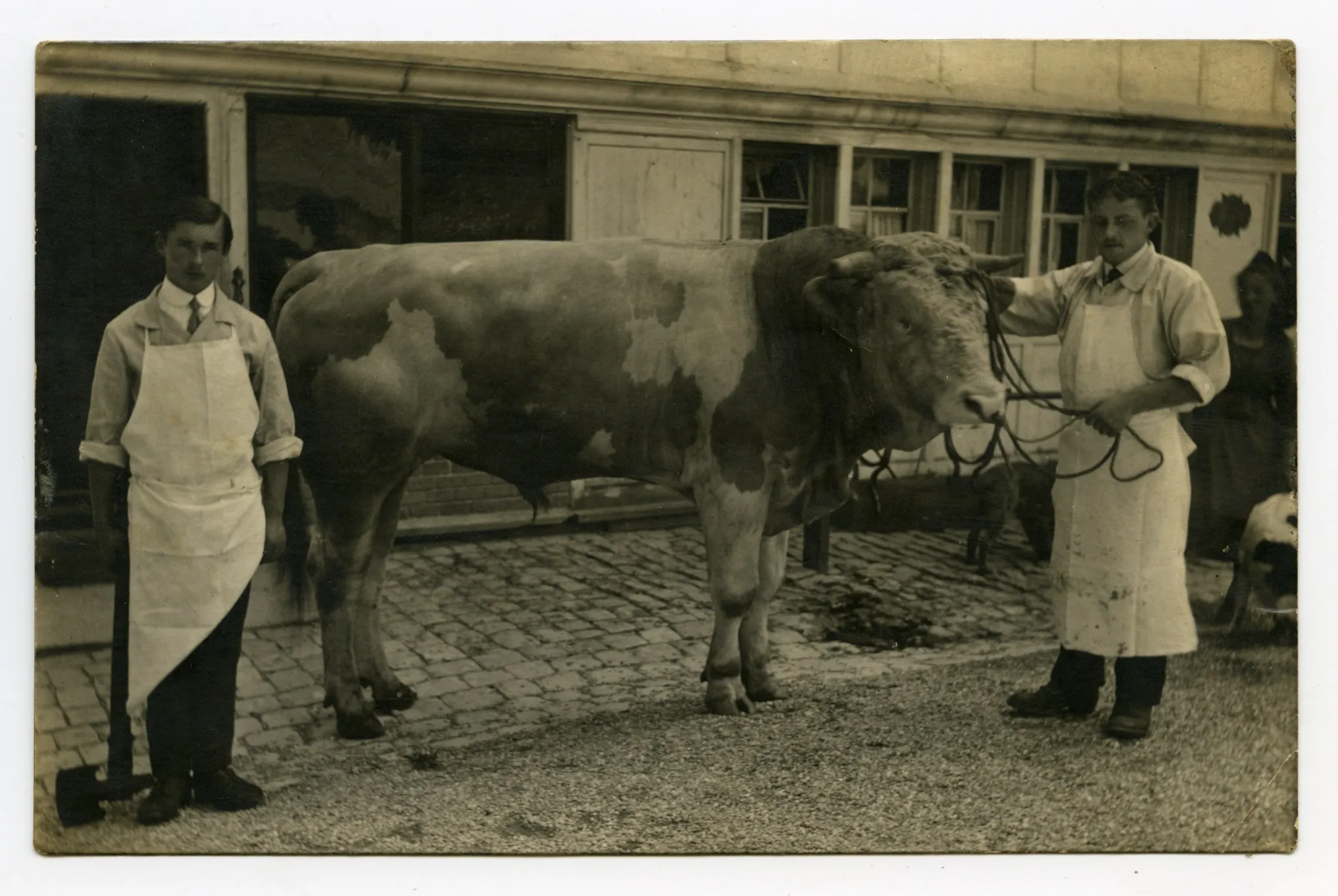 mit einem Stier