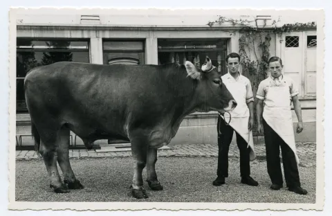 Metzgerburschen Hans Höhener und Emil Meier mit Ochsen
